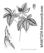 Ginseng Ginseng