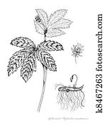 Goldenseal Goldenseal