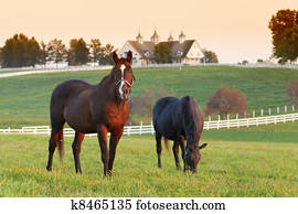 Horse Farm Horse Farm