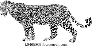 Leopard Leopard