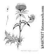 Milk thistle Milk thistle