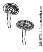 Reishi Reishi