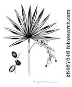 Saw palmetto Saw palmetto