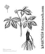 Siberian ginseng Siberian ginseng