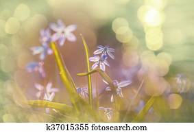 Spring flowers Spring flowers