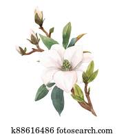 יפה, אחסן דוגמה, עם, העבר, צייר, וואטארכולור, עדין, לבן, מגנוליה, flowers.