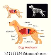 כלב, אנטומיה