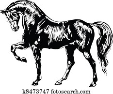 Black and white horse Black and white horse