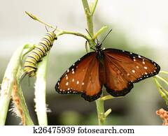 Butterfly and caterpillar on plant Butterfly and caterpillar on plant
