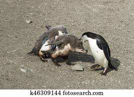 Chinstrap penguin feeding chick
