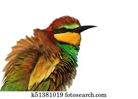 Exotic colored bird isolated on a white background Exotic colored bird isolated on a white background
