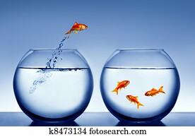 goldfish jumping out of the water