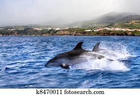 jumping dolphin