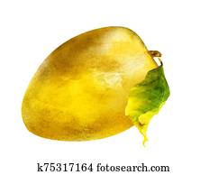 Watercolor mango on white Watercolor mango on white