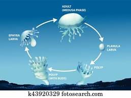 תרשים, להראות, מחזור של חיים, של, מדוזה