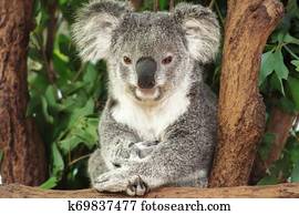 Cute Australian Koala resting during the day. Cute Australian Koala resting during the day.