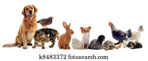 group of pets group of pets