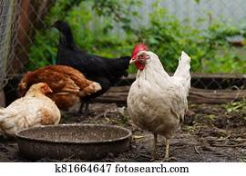 Huhn, stehen, auf, a, ländlich, kleingarten, in, dass, countryside