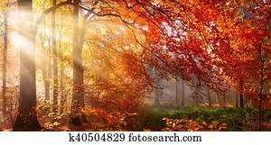 Red autumn tree with misty sunrays Red autumn tree with misty sunrays