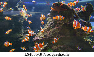 Western clownfish