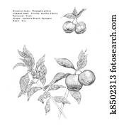 Acerola Acerola