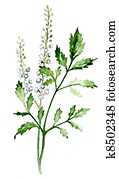 Black cohosh Black cohosh