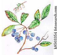 Blueberry Blueberry