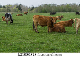 Cattle pasture in the village Cattle pasture in the village