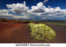 Flowers at Craters of the Moon