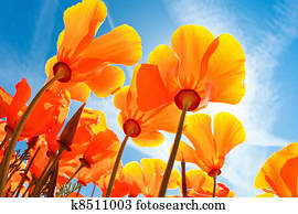 Beautiful Spring Flowers Beautiful Spring Flowers