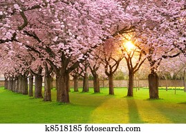 Fascinating springtime scenery Fascinating springtime scenery