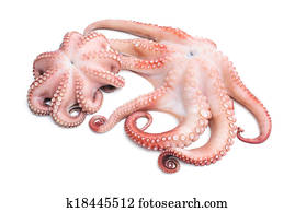 octopus octopus