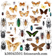 Set of insects Set of insects