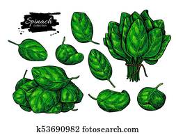 Spinach leaves hand drawn vector set. Vegetable illustration. Spinach leaves hand drawn vector set. Vegetable illustration.
