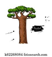 Baobab tree vector drawing. Isolated hand drawn botanical illus Baobab tree vector drawing. Isolated hand drawn botanical illus