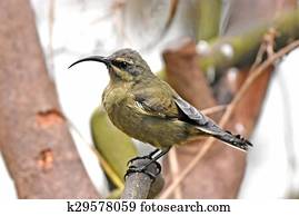 Bronze Sunbird (Nectarinia kilimensis)