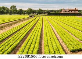 Field of green lettuce Field of green lettuce