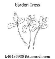Garden cress lepidium sativum , or pepper grass, vegetable culinary herb Garden cress lepidium sativum , or pepper grass, vegetable culinary herb