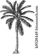 Palm tree Palm tree