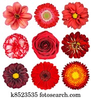 Selection of Red Flowers Isolated on White Selection of Red Flowers Isolated on White