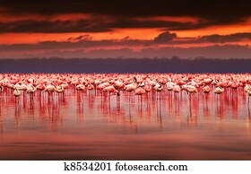 African flamingos on sunset African flamingos on sunset