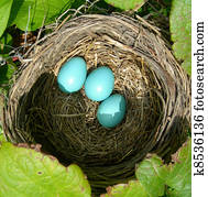 Nest with three blue eggs          