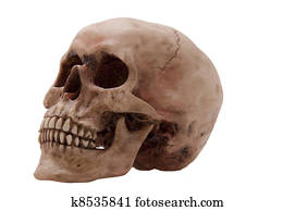 Skull 