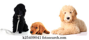 tre, hundkapplöpning, tillsammans.