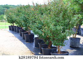 Trees in Plant Nursery Trees in Plant Nursery