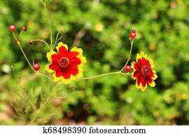 Flores e plantas. Flores e plantas.