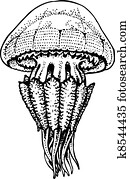 Jellyfish Jellyfish
