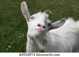 Goat portrait Goat portrait