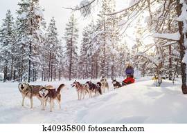 Husky safari Husky safari