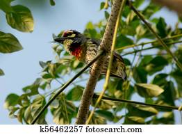 Megalaima haemacephala